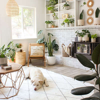 Create a living room themed plant lover's dream with a book shelf dedicated for your green friends. Combine green, white and wood shades in your living room with pots and rug in white shade; and choose coffee table and chairs of wooden finish. Accomodate your plant friends in every corner of your room to go with the theme.#interior #decor #ideas #home #interiordesign #indian #colourful #decorshopping