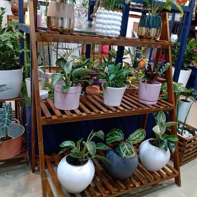 wooden plants rack ceramic pots and indoor plants Wholesale available
#woodenstand#indoorplants#