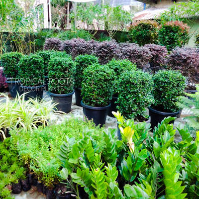 shrubs and topiaries by Tropical Roots Landscaping