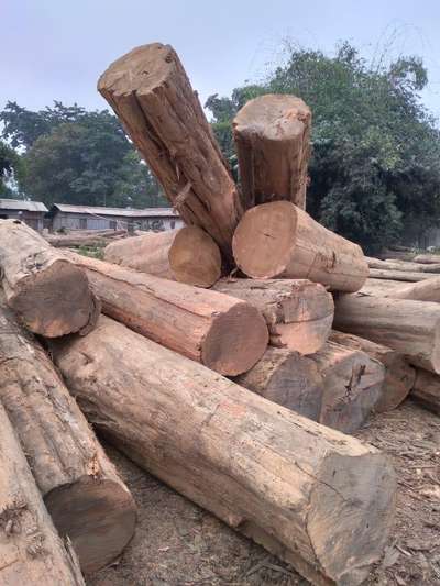 Burma teak log ranges from 72 inches to 168 inches girth size...length 7 to 20 feet