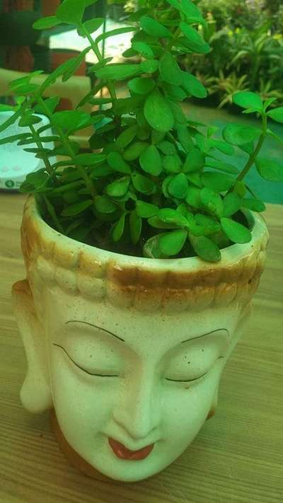 ceramic pot with indoor plants