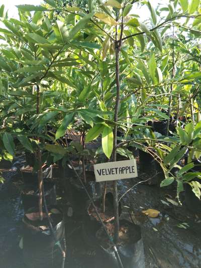 Velvet Apple Plant Available big size @AG