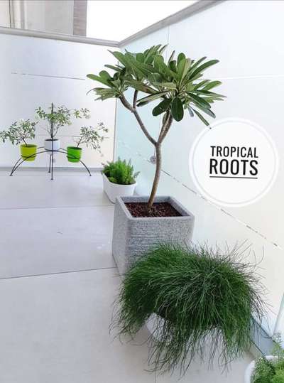 small balcony garden  #tropical roots landscaping#9747927921#9074983788