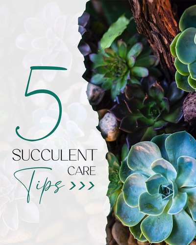 #IndoorPlants #tips