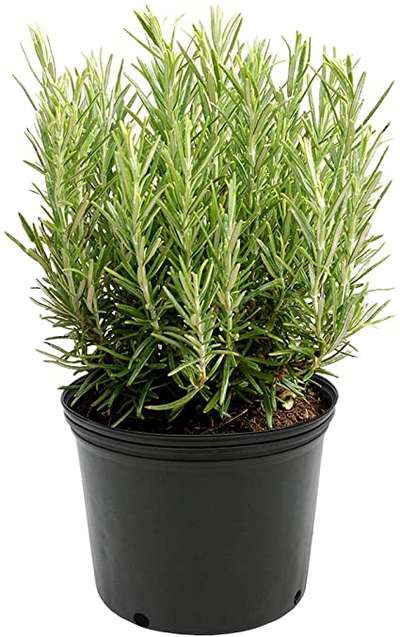 Rosemary Herb plant available Bulk qty @AG
