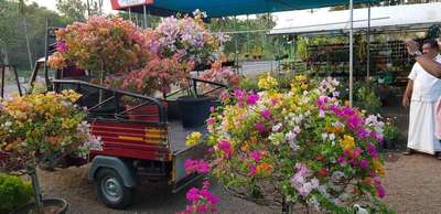 #Garden #outdoorplant #Bougainville #LandscapeIdeas #plants #plantlover #gardensofkerala