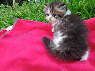 male kitten.9495509041