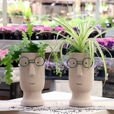 Plant's