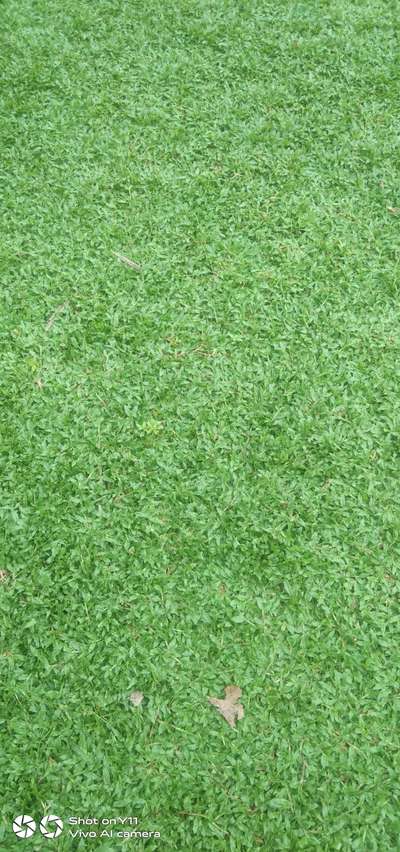 pearl grass