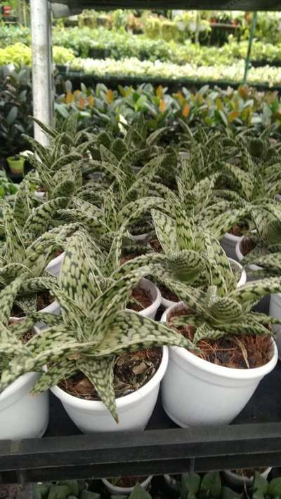 all verieties of Succulents available bulk qty @AG... visit ABIYA GARDEN Nursery