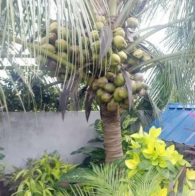Dwarf  Coconut plants for sale..komberil gardens...8089123464