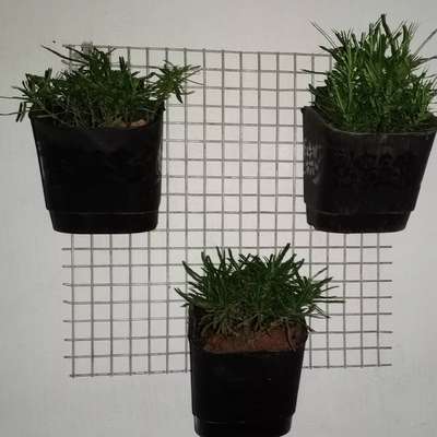 vertical plant set