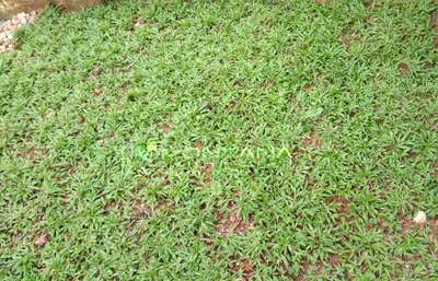 pearl grass