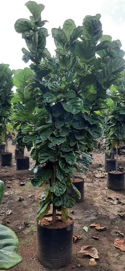 Fycus lyrata fiddle leaf fig 21*21 bushy plant available @ag