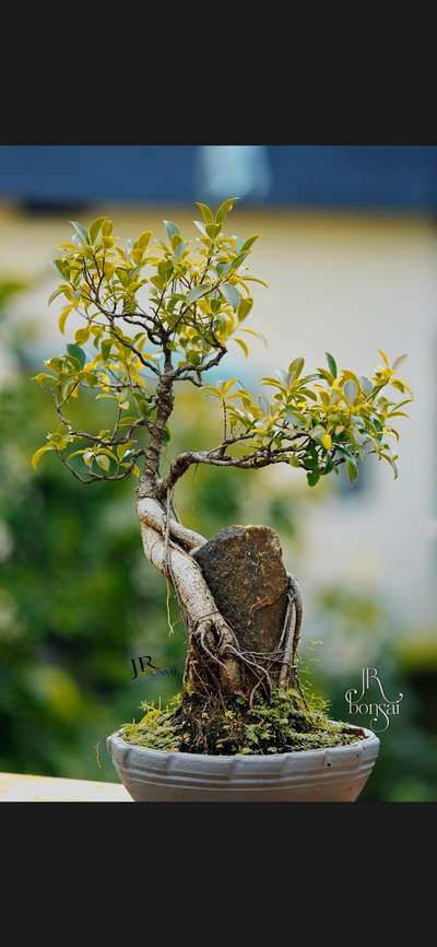 stone bonsai