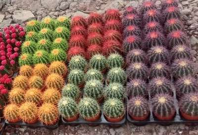 Painted Cactus New stock Available bulk Qty @AG contact 6238764652
