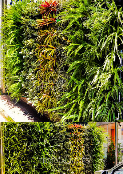 Green wall by tropical roots landscaping#client polonica beauty salon kochi