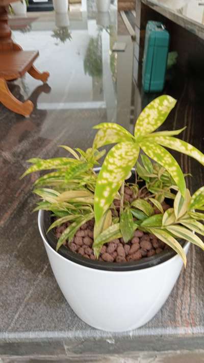 indoor and out door plants setting