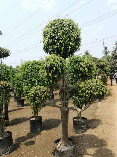 Ficus Topiary Available@AG
