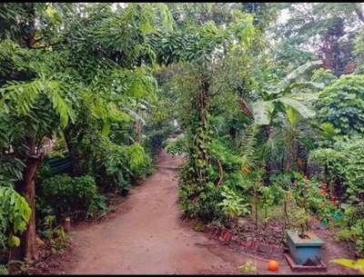 A sustainable tropical food forest designed with Natural Permaculture Design.
#gardendesign #gardendesigns #gardenideas #sustainability #sustainabledesign #naturalforest #ecoscape #gardenmaintenance #garden #ediblegarden
