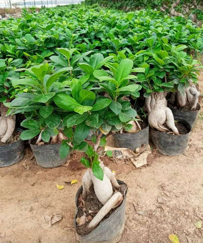 Ficus Bonsai Available@AG