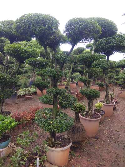 #bonsai #naturefriendly 
#LandscapeGarden  #addnaturetoyourlife
#gadendesign #bonsailovers