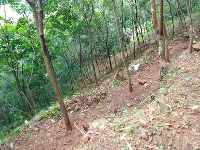 40 cent land with rubber trees for sale