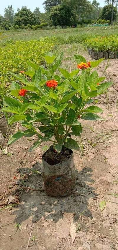 all type of plantation available
99901 74373