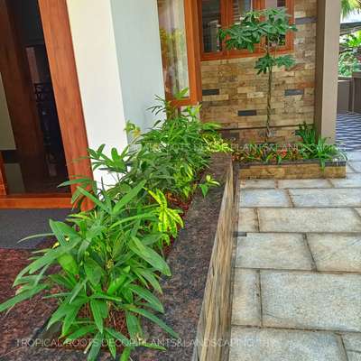 tropical roots landscaping #client location Angamaly, Ernakulam.