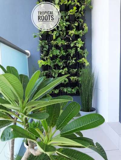 balcony garden  #tropical roots landscaping