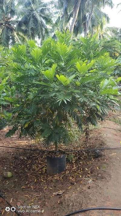 Filicium Decipines Shaded Tree Available@AG