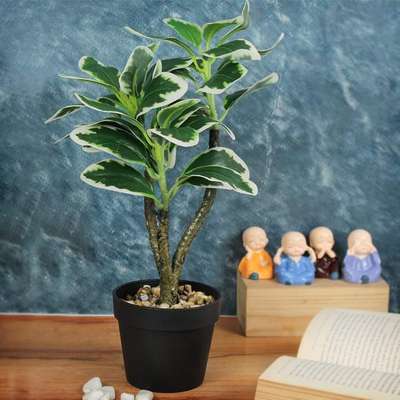 Green Ficus Artificial Plant with Pot Stand (1 Feet) Natural Looking Artificial Plants for Home Décor Living Room Bedroom Hall Kitchen Garden Office Table Indoor Outdoor Decoration Items
for buy online link 
https://amzn.to/3x4zrQ2
for more information watch video
https://youtu.be/YDXLr4PUVL8