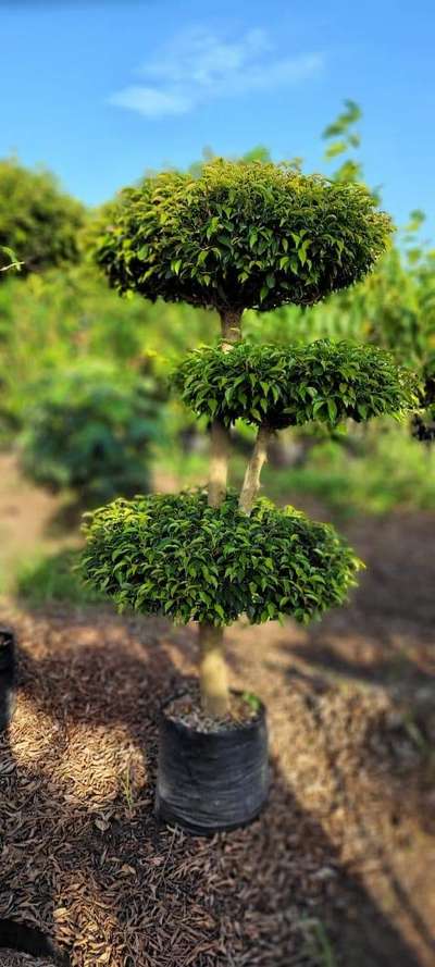 Ficus triple ball 21*21 available @Ag