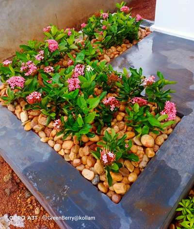 #planterbox #Ixora #തെറ്റി #pebbles
