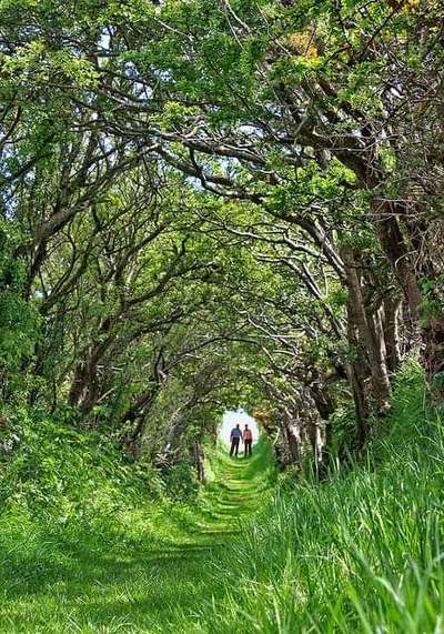 #treeTunnel