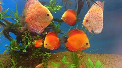 #discuss_fish
#blueway_aquaworld #aquarium