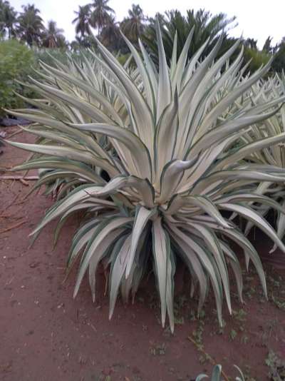 Agave 13*13 & 21*21 Bulk qty Available@AG