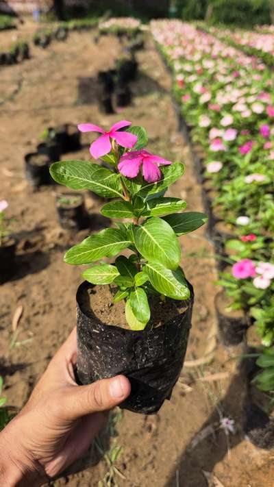 All Types of Seasonal Plants Available wholesale Price
WhatsApp no.7351161786
Shrub plants winter season Plants ☘️  #shrubs  #winterseasonplsnts  #wholesalenursery  #LandscapeGarden  #FlowerGarden