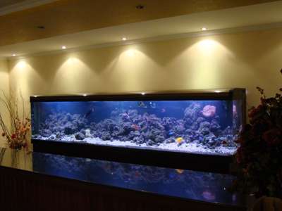 marine aquarium


#Marvelaquasystem #marvelaquarium #plantedaquariummalayalam #GreenAqua #Aquarium #Aquascaping #Aquascape #NatureAquarium #PlantedTankmalayalam #Aquariumplants #Aquaticplants #aquascapingshop #Aquascapeforbeginners #Aquascapinghowto #aquariums #paludarium #nano #homedesign #homedecor #landscape #relaxation #wabikusa #jurjis #georgefarmerchillujalakam #ada #oliverknot #serpaedesigns #mayurdev #aquascaper