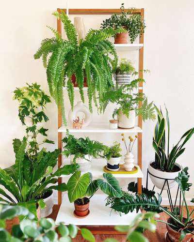 http://Instagram.com/four_seasons_plants 

#IndoorPlants
