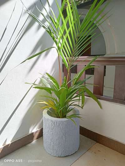 #POTPLANTS  #cementdesign  #IndoorPlants  #planterbox  #ceramicpots  #custominterior  #LivingRoomTable