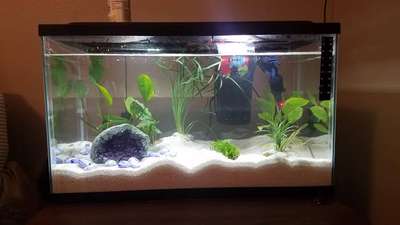 normal aquarium, low budget