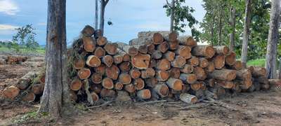 teak wood Rough logs from Equador