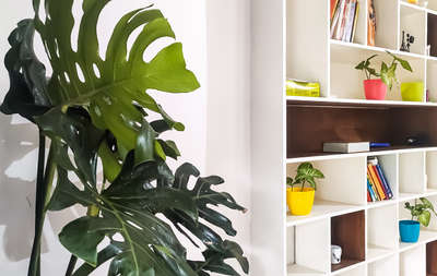 indoor plants 


#IndoorPlants #architecturedesigns #HomeDecor #indoorplantsdecor #InteriorDesigner