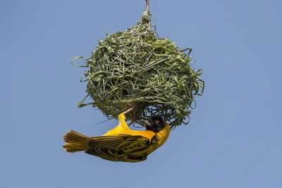 southern masked weaver के घोसले की बात ही अलग है 😍
आपका क्या कहना है ?😃😃

#ghosala #southernmaskedweaver #bird