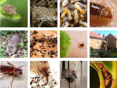 PEST CONTROl  SERVICES🐞
Mail ID pestcontroljaipur2018@gmail.com
Company address H.O:160,Naya Khera,Vidhyadhar Nagar,sector-3,Jaipur Rajasthan
जानकारी करें पेस्ट कंट्रोल क्या आप अपने घर मैं दीमक मच्छरों,कॉकरोच,छिपकली, मक्खी,फॉगिंग फेब्रिकेशन कबूतर नेट सैनिटाइजरऑफिस बैंक घर सैनिटाइजर चूहा,मकडी,खटमल, सभी जयपुर जोधपुर कोटा उदयपुर बीकानेर टोंक पाली नई दिल्ली पुरानी दिल्ली ग्वालियर पूरा मध्य प्रदेश अपने घर मैं की समस्या से पूरी तरह आजादी चाहते है सभी कीटो की रोकथाम के लिए काल करे
Call now
9024612844,91,7014695620