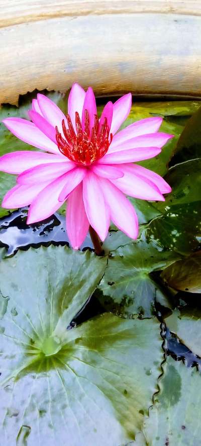 #LandscapeGarden  #GardeningIdeas