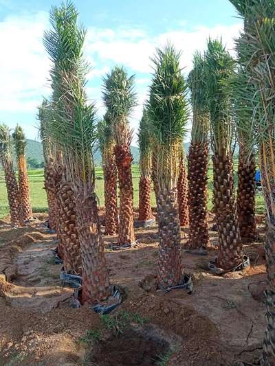 Date Palms 6feet Trunk Bulk Qty Available@AG