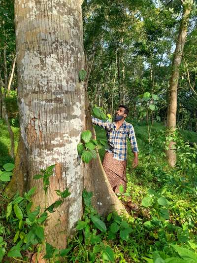 ആഞ്ഞിലി മരം ബിഗ് സൈസ് ആവശ്യക്കാർ ബന്ധപ്പെടുക9526907118