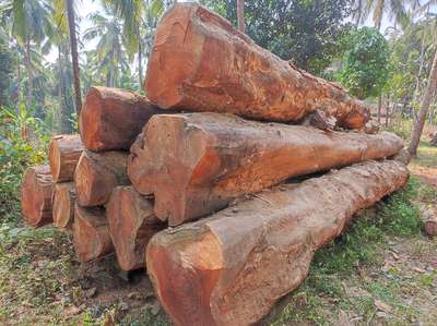 pilavu wood 

+919746747473

Lazz Timber depot

60 Inch above weight